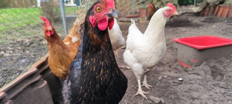 Tiergestützte Pädagogik in der Jungenwohngruppe am Silvertbach